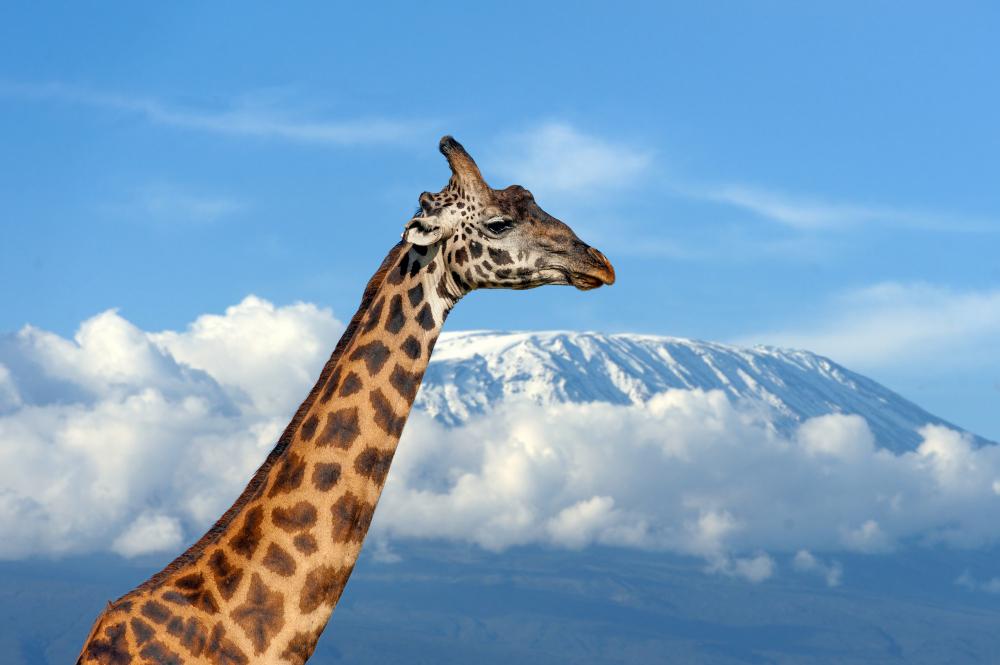 Tanzania