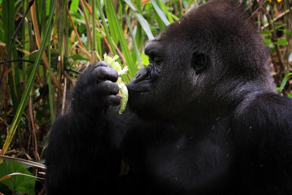 Uganda