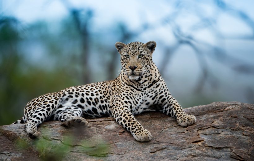 4-Day Tarangire, Serengeti, Ngorongoro Parks Safari Tour: An Unforgettable Wildlife Adventure