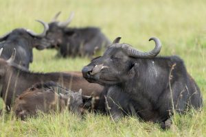 1-Day Nairobi National Park