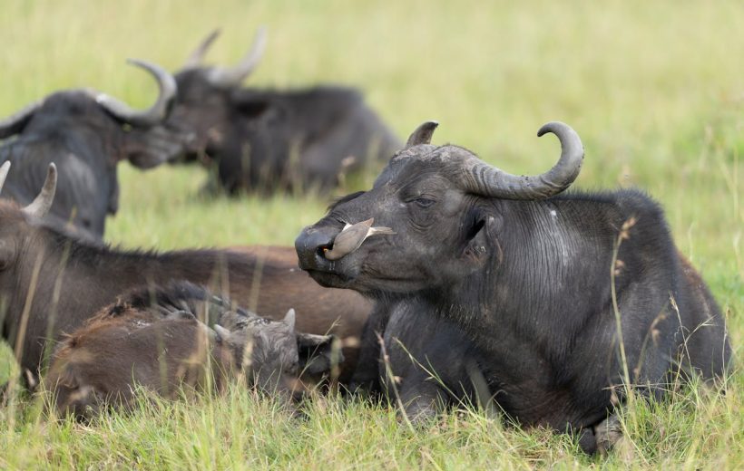 1-Day Nairobi National Park